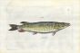 SALVIANI - THE PIKE fish print (Lucius) 1554