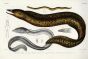 GYMNOTHORAX AGGASSIZI - THE OCELATTED MORAY EEL print