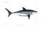 THE PORBEAGLE SHARK - LAMNA CORNUBICA fish print