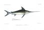 THE SWORDFISH -XIPHIAS GLADIUS fish print