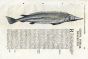 ALDROVANDI - THE ATLANTIC STURGEON woodcut fish print ( Acipenser) 1638
