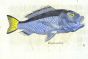 ALDROVANDI - THE BLUE TANG woodcut fish print (HEPATUS authoris) 1638