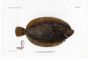THE LEMON SOLE - PLEURONECTES fish print
