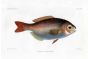 THE BARRELFISH - PAMMELAS PERCIFORMIS  fish print