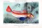 THE TUB GURNARD
