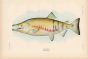 DOG SALMON print (breeding male)