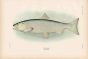 RED SALMON print (adult female)