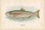 HUMPBACK SALMON print (breeding female)