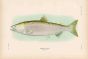 HUMPBACK SALMON print (adult male)