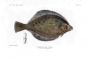 THE COMMON DAB - PLEURONECTES LIMANDA fish print