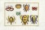SCHLEY/PREVOST: CRUSTACEA D' AMBOINE CRAB print 1763