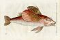ALDROVANDI - THE LONG-FINNED LANTHORN GURNARD 1638 woodcut fish print (Milus)