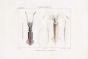 FERUSSAC - MARINE LIFE PL. 19: THE COMMON EUROPEAN LONG-FINNED SQUID print (CALAMAR - LOLIGO) 1834 - 1835