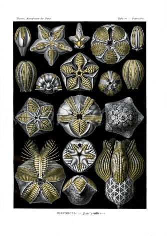 HAECKEL - BLASTOIDEA - BLASTOIDS SEA BUDS print 1899 -1904