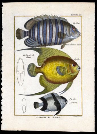 THE BANDED BUTTERFLY & ANGELFISH print