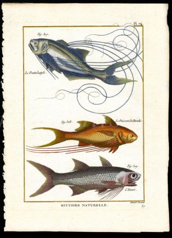 THREADFIN & PARADISE FISH print