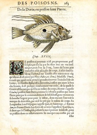 RONDELET FISH PRINT - JOHN DORY ZEUS FABER - WOODCUT 1558