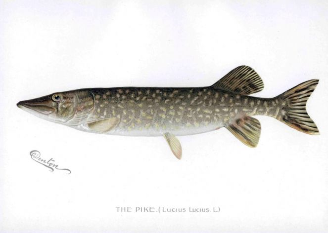 THE PIKE