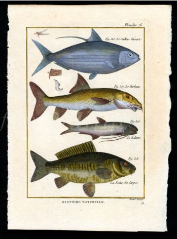 THE BARBEL & MIRROR CARP print