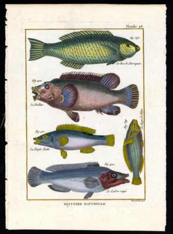 PARROTFISH, BALLAN WRASSE print