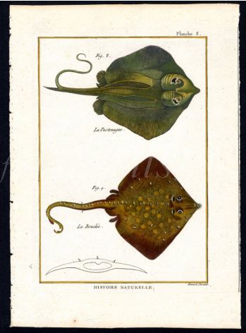 THE STINGRAY & ROUGH RAY print