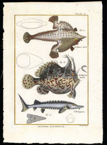 THE FROGFISH, ANGLERFISH & STURGEON print