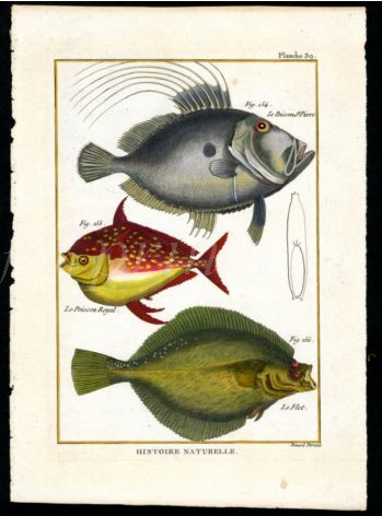 THE JOHN DORY, OPAH, HALIBUT print