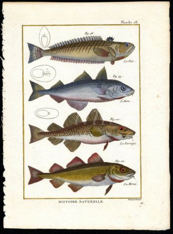 WEEVERFISH, COD, HADDOCK print