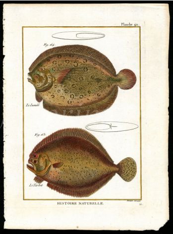 THE SOLE & TURBOT print