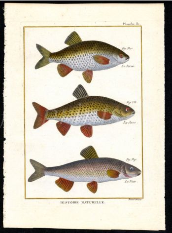 THE RUDD, NASE print