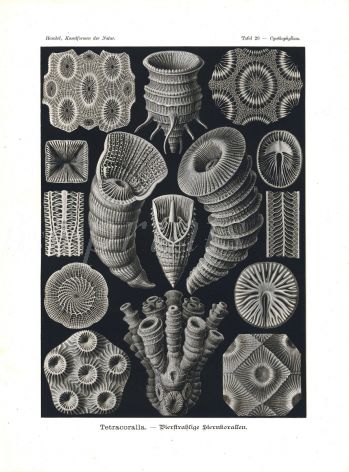 HAECKEL - TETRACORRALLA - SOLITARY & COLONIAL CORALS print 1899 -1904
