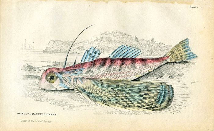 JARDINE/LIZARS - THE ORIENTAL DACTYLOPTERUS fish print