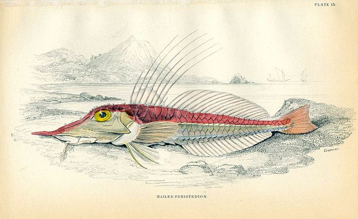 JARDINE/LIZARS - THE MAILED PERISTEDION  gurnard fish print