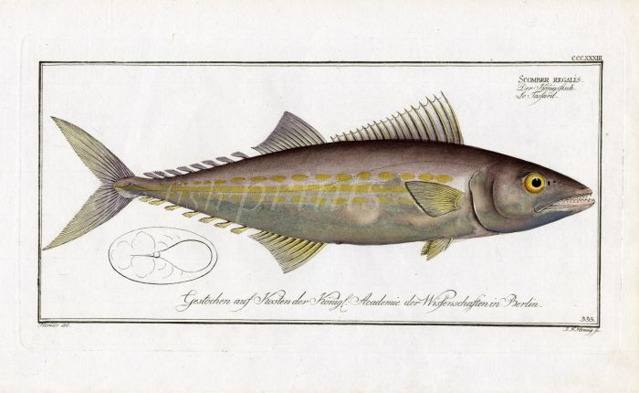 THE KING'S FISH MACKEREL Bloch fish print 1793 (Scomber regalis)