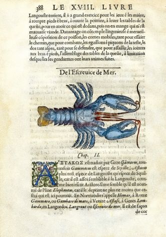 RONDELET MARINE LIFE  - THE LOBSTER PRINT - WOODCUT 1558