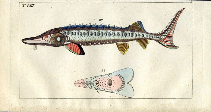 THE COMMON EUROPEAN STURGEON print
