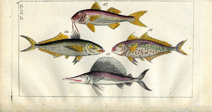 RED MULLET, MACKEREL, SAILFIN SWORDFISH print