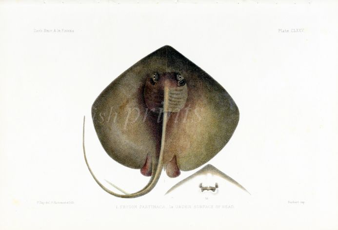 THE COMMON STINGRAY - TRYGON PASTINACA fish print