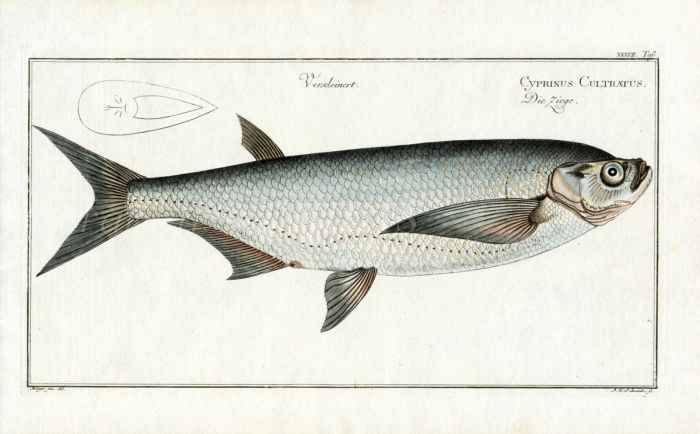 THE SABRE CARP Bloch fish print (Cyprinus Culttatus)