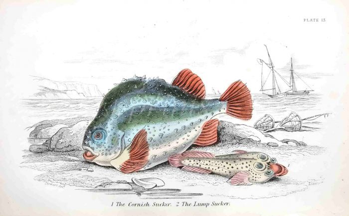 THE CORNISH SUCKER  & THE LUMP SUCKER