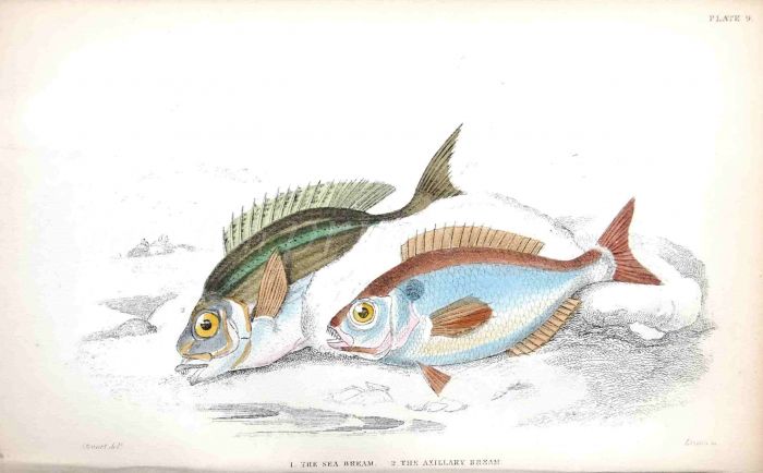 THE SEA & AXILLARY BREAM