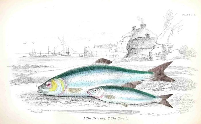 THE HERRING & THE SPRAT