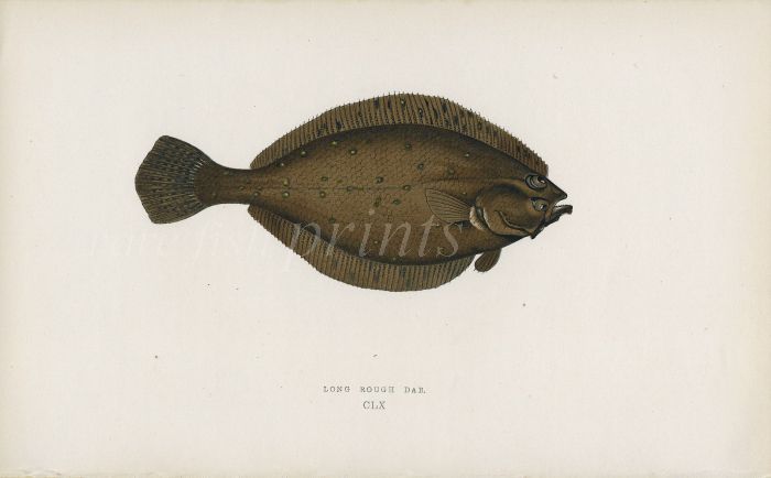 THE LONG ROUGH DAB fish print