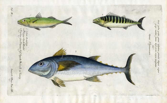 THE ATLANTIC MACKEREL, BONITO & BLUEFIN TUNA - Scomber colias, Pelamaid, Tunny - fish print