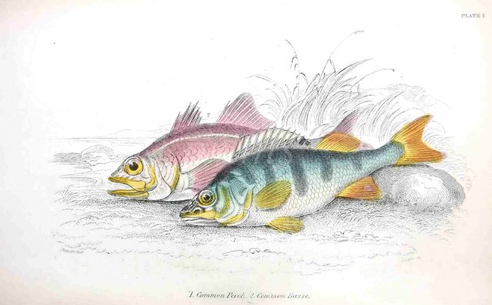 THE PERCH & BASS