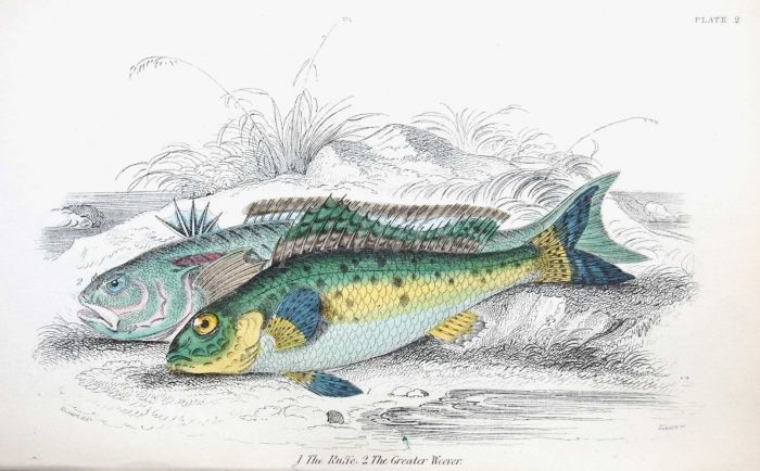 THE RUFFE & GREATER WEEVER