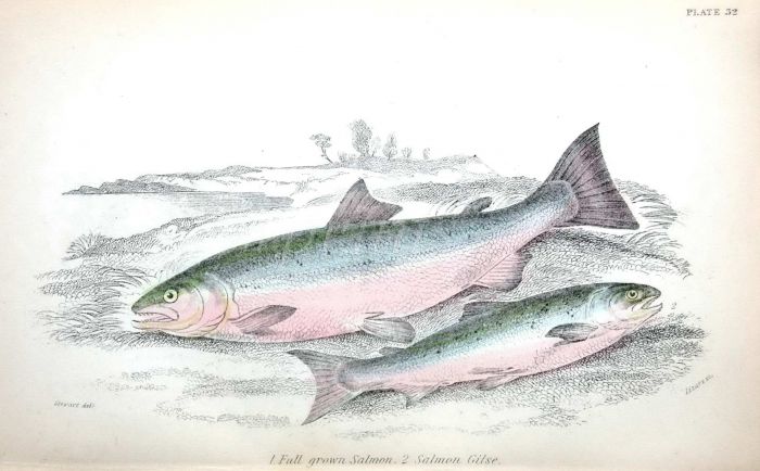 THE SALMON
