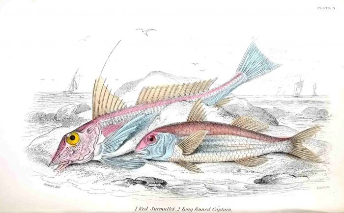 RED SURMULLET & LONG FINNED CAPTAIN