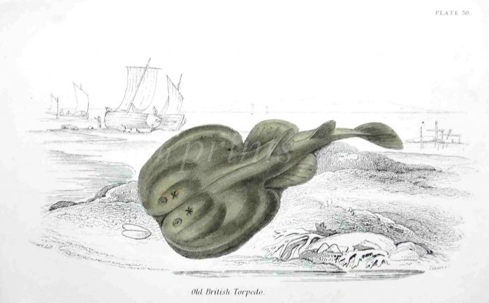 THE TORPEDO ELECTRIC RAY