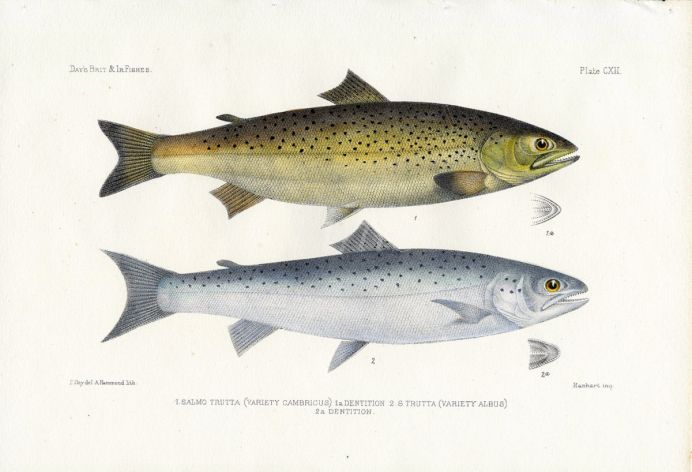 THE SEA TROUT or SEWEN print